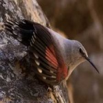 image of bird