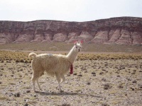 image of llama