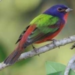 image of bird