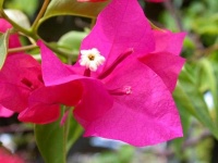 image of flower