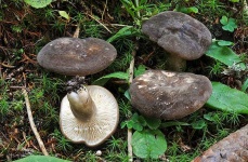 image of mushrooms