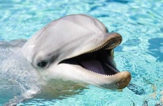image of animal