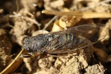 image of cicada