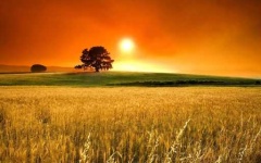 image of sunny