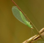 image of lacewing