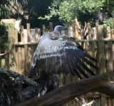 image of vulture
