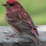 image of bird