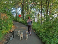 image of wire_haired_fox_terrier #4