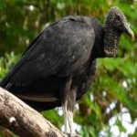 image of bird