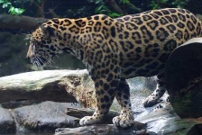 image of jaguar_car