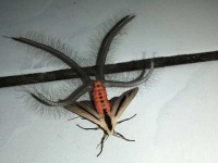 image of animal