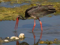 image of black_stork
