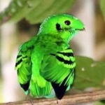 image of bird