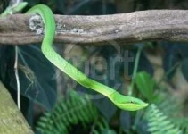 image of vine_snake