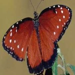 image of animal