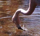 image of animal