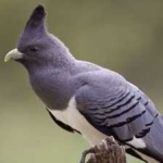 image of bird