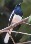 image of magpie