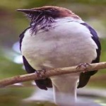 image of bird