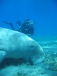 image of dugong