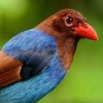 image of bird