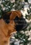 image of bull_mastiff