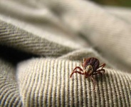image of tick