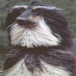 image of animal