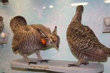 image of prairie_chicken