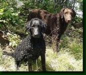 image of curly_coated_retriever