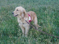 image of golden_retriever