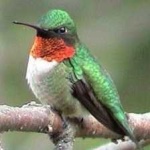 image of bird