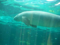 image of dugong