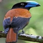 image of bird