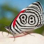 image of animal