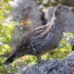 image of bird