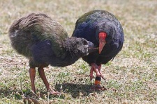 image of european_gallinule #1