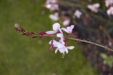 image of flower