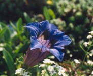 image of flower