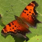 image of animal