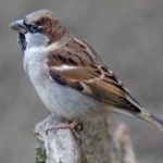 image of bird