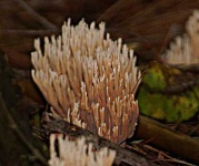 image of coral_fungus