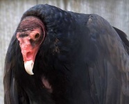 image of vulture
