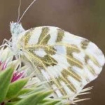 image of animal