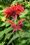 image of flower