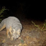 image of grey_fox