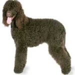 image of irish_spaniel #5