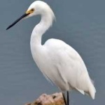 image of bird