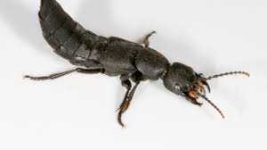 image of beetle #9