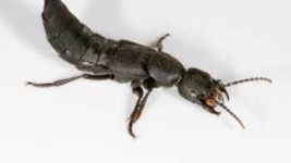 image of animal